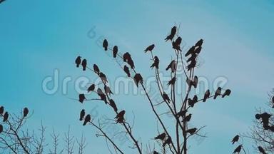 鸟雀的秋天叫蓝天从树上起飞。 一群乌鸦，黑鸟，干树。 鸟类生活方式